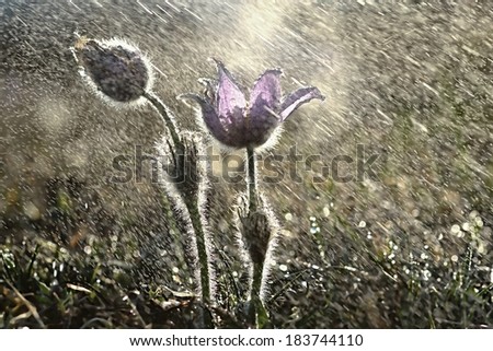 Purple pasqueflowers (Pulsatilla grandis) in the rain  Beautiful photo of a spring meadow in the rain and the sunset