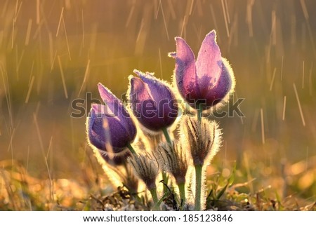 Purple pasqueflowers (Pulsatilla grandis) in the rain Beautiful photo of a spring meadow in the rain and the sunset