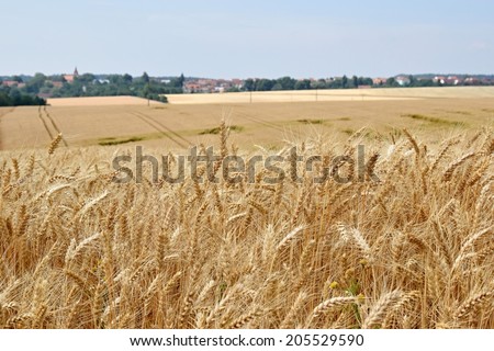 wheat field - Close up nature photo Idea of a rich harvest