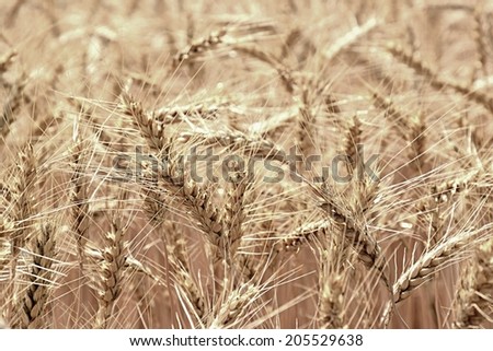 wheat field - Close up nature photo Idea of a rich harvest