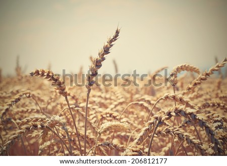 grain field - Close up nature photo Idea of a rich harvest