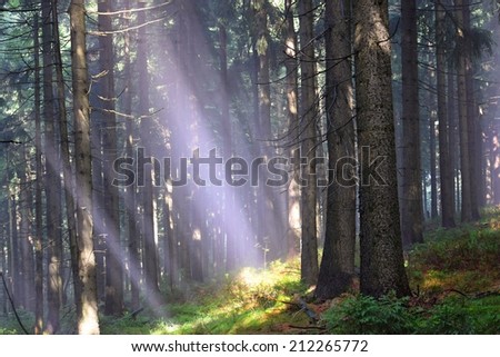 Beautiful morning in the forest with sun rays. Natural background with forest for rest and relaxation in nature