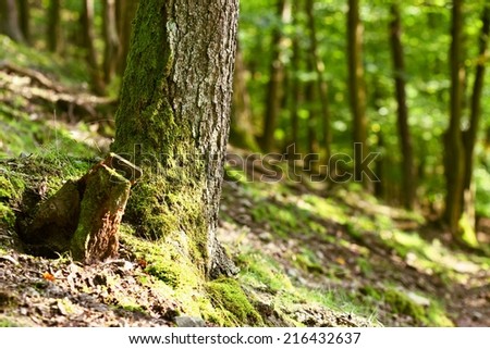 Trees in the forest Forest and natural backdrop for relaxation and recreation in nature