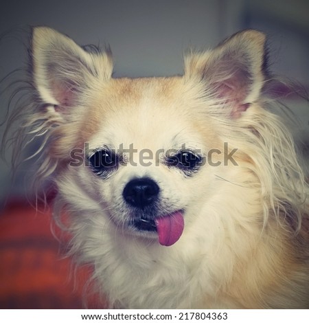 chihuahua  - funny little dog