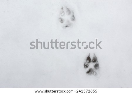 dog tracks in the snow