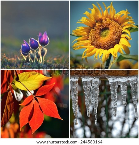 Four seasons collage: Spring, Summer, Autumn, Winter. Flower, sunflower, leaves and icicles. Colorful natural background.