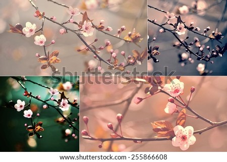 Spring color variations and natural blossoming background.\
Beautiful flowering Japanese cherry - Sakura. Background with flowers on a spring day.