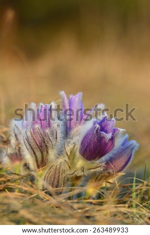 Spring background with meadow and blossoming flowers.\
Pasque Flowers - Pulsatilla grandis. Fine blurred natural background color.