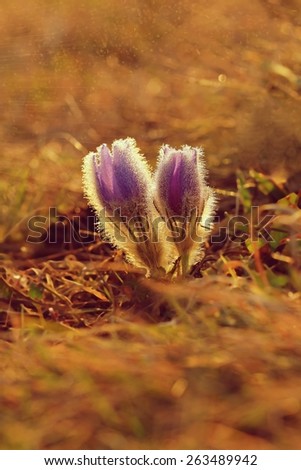 Spring background with meadow and blossoming flowers.\
Pasque Flowers - Pulsatilla grandis. Fine blurred natural background color.