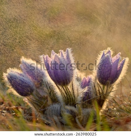 Spring background with meadow and blossoming flowers. Pasque Flowers - Pulsatilla grandis. Fine blurred natural background color.