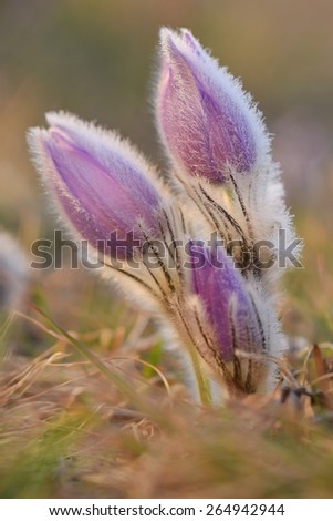Spring background with meadow and blossoming flowers. Pasque Flowers - Pulsatilla grandis. Fine blurred natural background color.