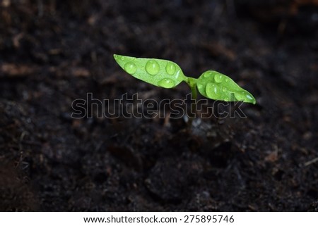 Green sprout growing from ground. Dewy young leaves sprouting plants