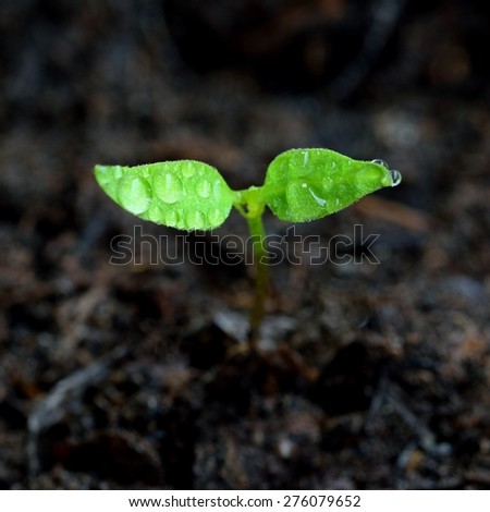 Green sprout growing from ground. Dewy young leaves sprouting plants.\
Spring background - garden.