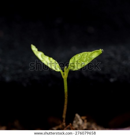 Green sprout growing from ground. Dewy young leaves sprouting plants.\
Spring background - garden.