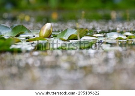 Beautiful blooming flower - white water lily on a pond. (Nymphaea alba) Natural colored blurred background.