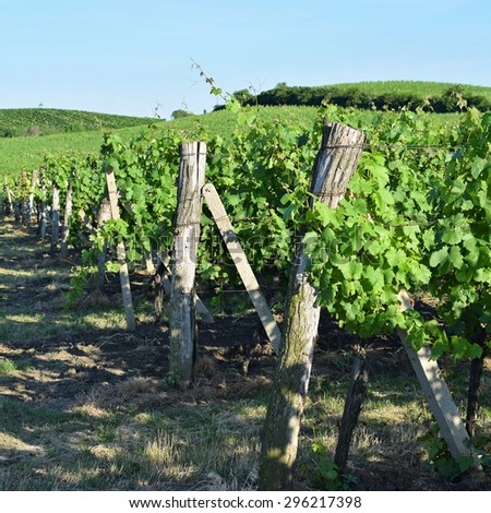 Vineyards under Palava. Czech Republic - South Moravian Region wine region.