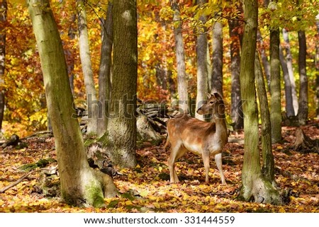 Beautiful color background of autumn nature in the woods with wild deer.\
Fallow deer, (Dama dama)