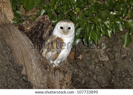 Barn owl, Tyto alba, single bird at hole in tree, Warwickshire, April 2012