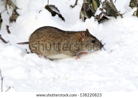Brown rat, Rattus norvegicus, single animal in snow, West Midlands, December 2010