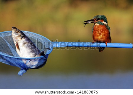 Kingfisher, Alcedo atthis, single bird with large fish in net, West Midlands, October 2010