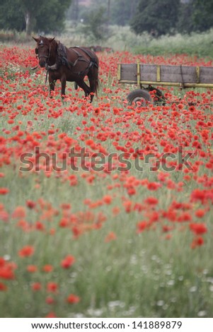 Domestic horse, equus caballus, single horse with cart in poppy field, Bulgaria, May 2010