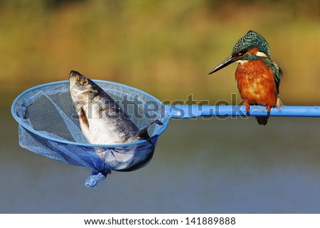 Kingfisher, Alcedo atthis, single bird with large fish in net, West Midlands, October 2010
