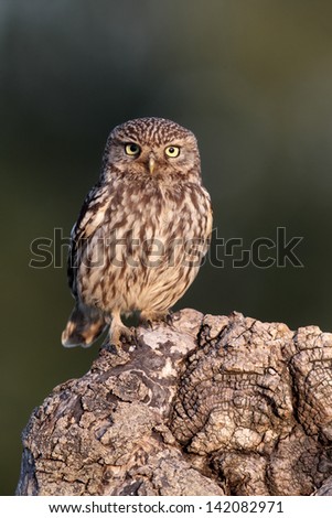 Little owl, Athene noctua, single bird perched on log in evening light, Warwickshire, June 2010