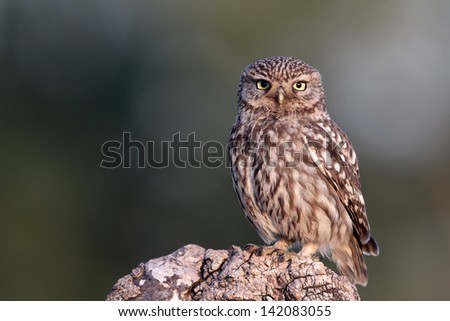 Little owl, Athene noctua, single bird perched on log in evening light, Warwickshire, June 2010