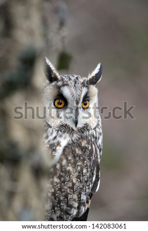 Long-eared owl, Asio otus, single bird head shot, captive bird in Gloucestershire, winter 2010