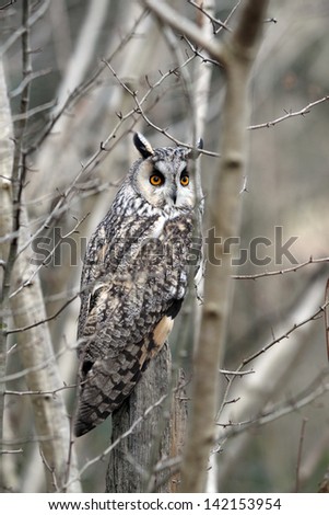 Long-eared owl, Asio otus, single bird in scrub, captive bird in Gloucestershire, winter 2010