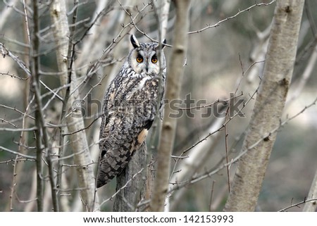 Long-eared owl, Asio otus, single bird in scrub, captive bird in Gloucestershire, winter 2010