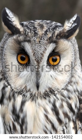 Long-eared owl, Asio otus, single bird head shot, captive bird in Gloucestershire, winter 2010