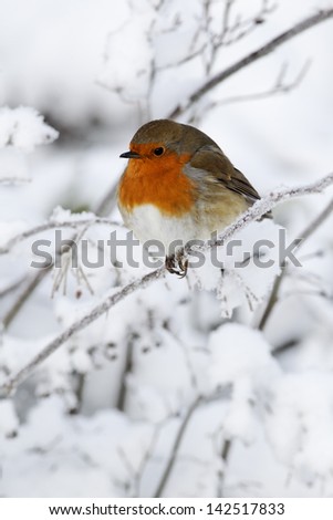 Robin, Erithacus Rubecula, Single Bird In Snow, West Midlands, December 2010