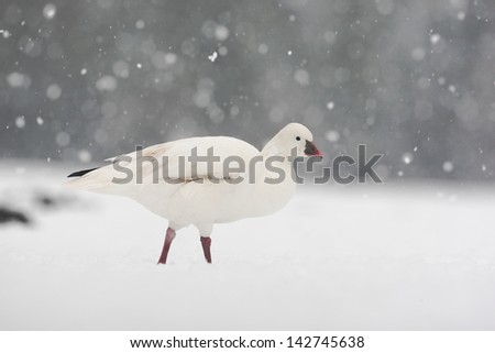 Snow goose, Anser caerulescens, single captive bird in snow storm, Slimbridge, Gloucestershire, UK, January 2010