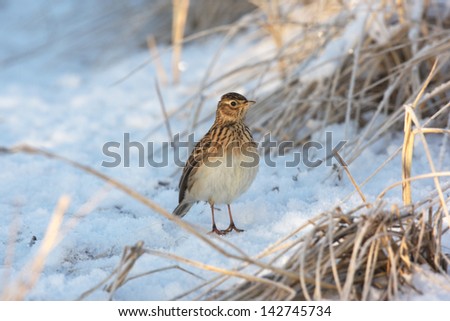 Skylark, Alauda arvensis, single bird standing in frozen grass and snow, Lothian, Scotland, winter 2009