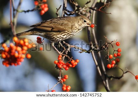 Song thrush, Turdus philomelos, single bird on rowan berries,  West Midlands, December 2010