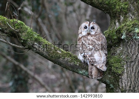 Tawny owl, Strix aluco, single bird on branch, captive bird in Gloucestershire, winter 2010