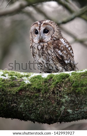 Tawny owl, Strix aluco, single bird on branch, captive bird in Gloucestershire, winter 2010