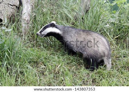 Badger, Meles meles, single animal, Captive, July 2011
