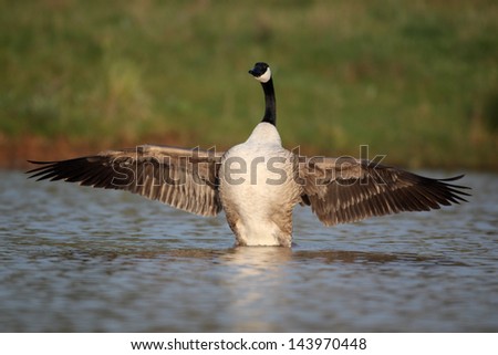 Canada goose, Branta canadensis, single bird on water wing flapping, Midlands, April 2011