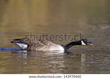 Canada goose, Branta canadensis, single bird on water calling, West Midlands, UK, February 2011