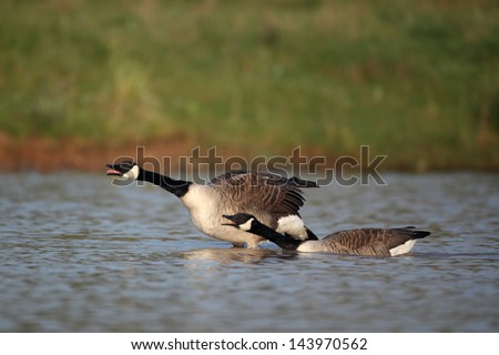 Canada goose, Branta canadensis, two birds calling on water, Midlands, April 2011