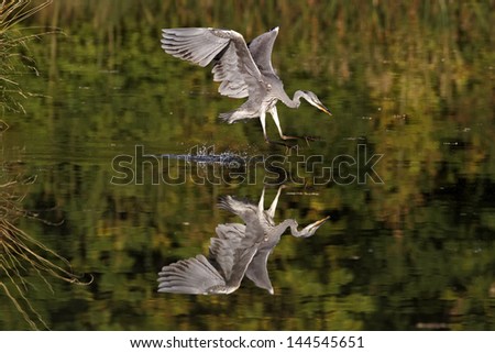 Grey heron, Ardea cinerea, single bird diving into water for fish, Midlands, October 2011