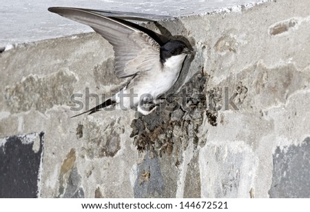 House martin, Delichon urbica, single bird in flight at nest being built, Wales, July 2011