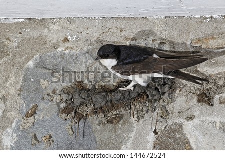 House martin, Delichon urbica, single bird on nest being built, Wales, July 2011