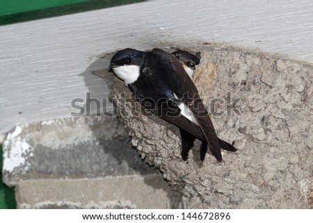 House martin, Delichon urbica, single adult on nest, Wales, June 2011