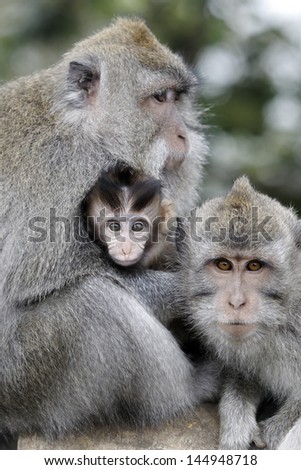 Long-tailed macaque, Macaca fascicularis, three monkeys, Indonesia, March 2011