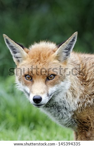 Red fox, Vulpes vulpes, single animal head shot, captive, July 2011