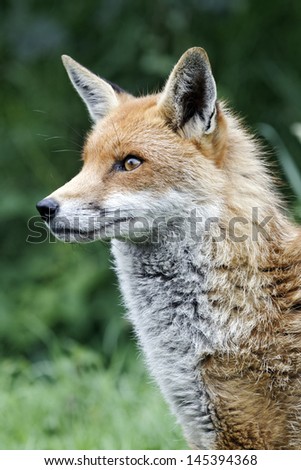 Red fox, Vulpes vulpes, single animal head shot, captive, July 2011