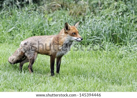 Red fox, Vulpes vulpes, single animal, captive, July 2011